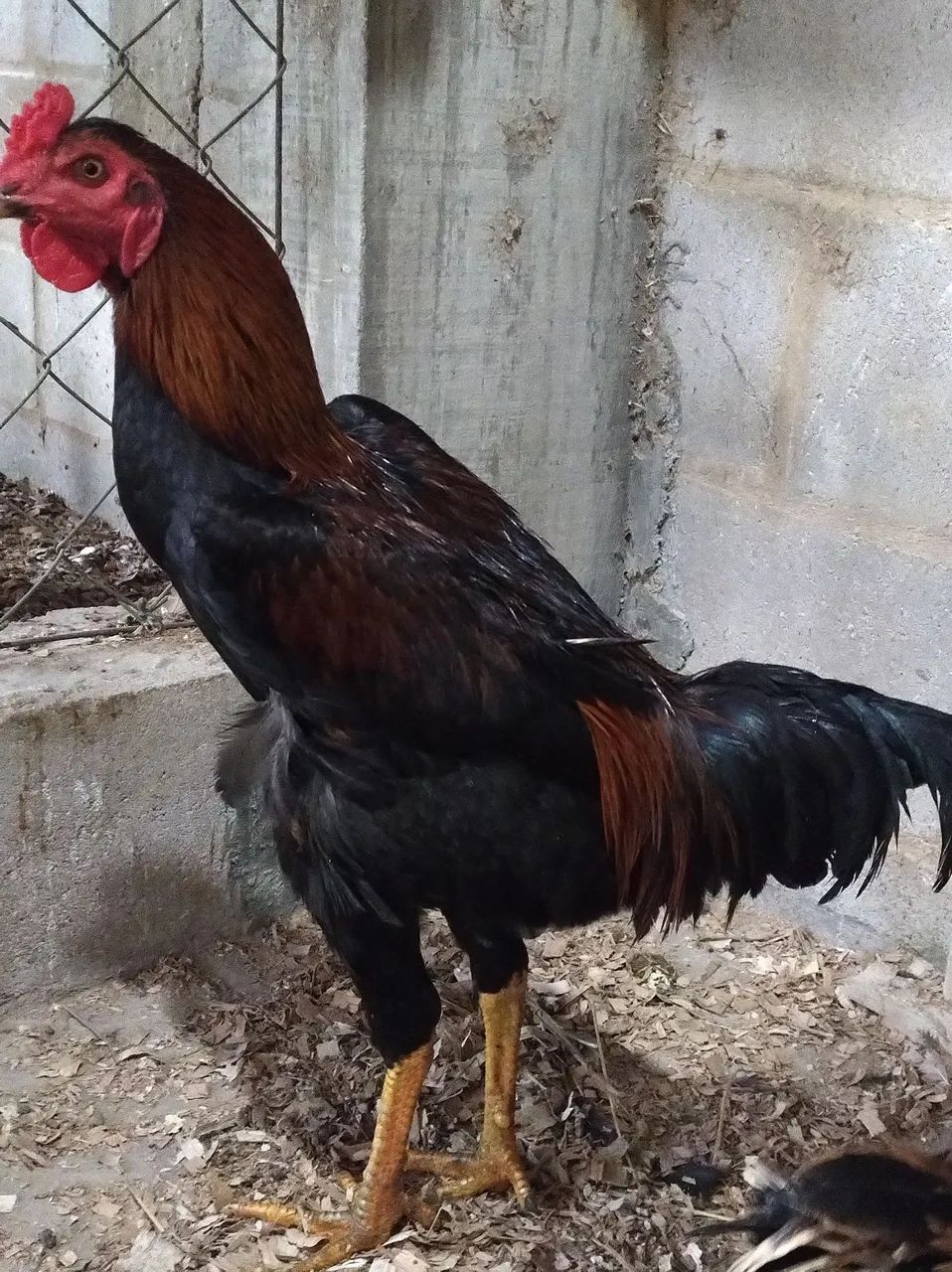 Galo