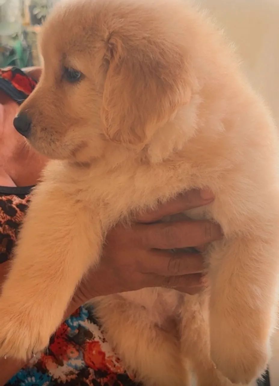 Cachorro - Foto 2