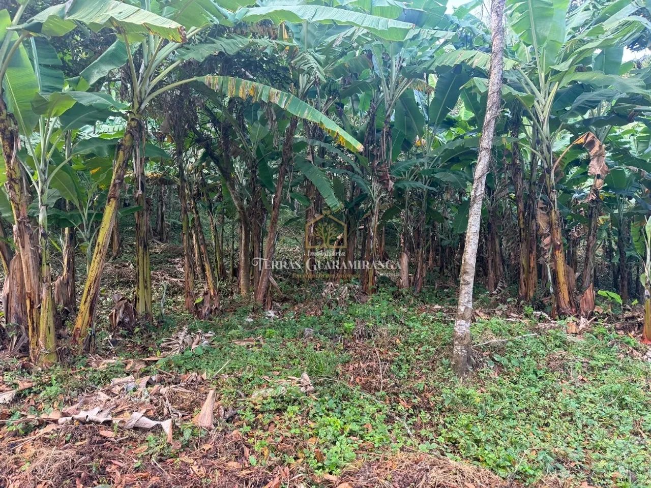 TERRENO NA CIDADE DE GUARAMIRANGA - CEARÁ - Foto 2