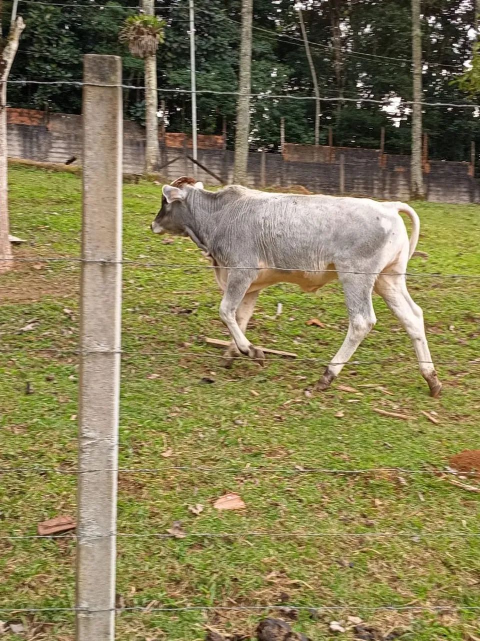 Vaca e bezerro - Foto 4