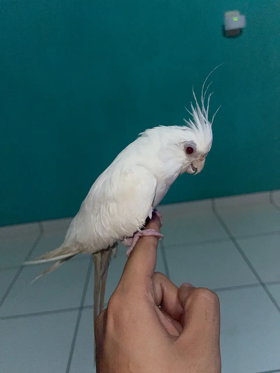 Brinquedo pelúcia  - Foto 2