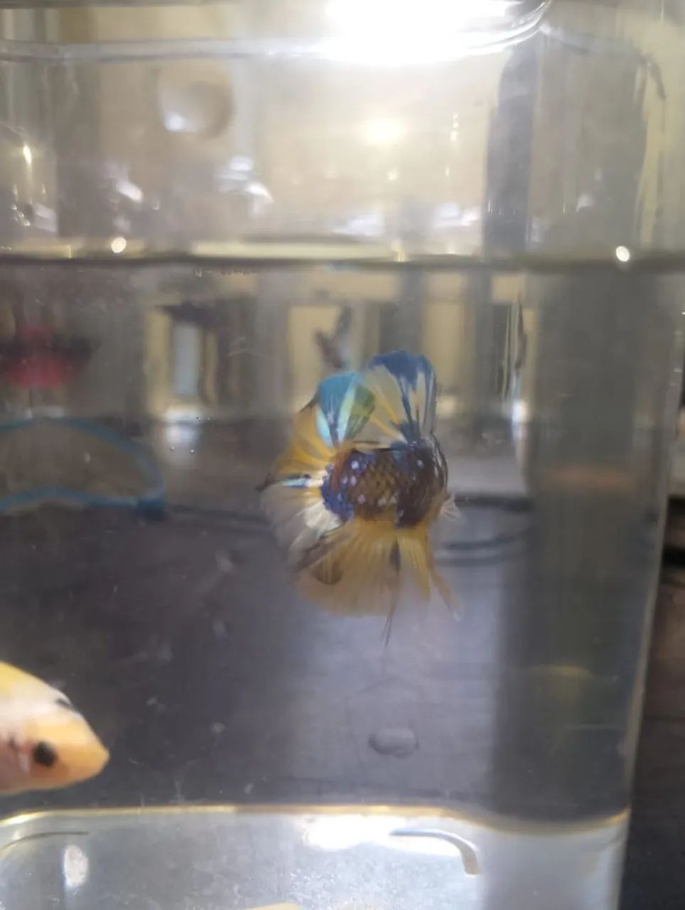 Betta YF - Foto 3