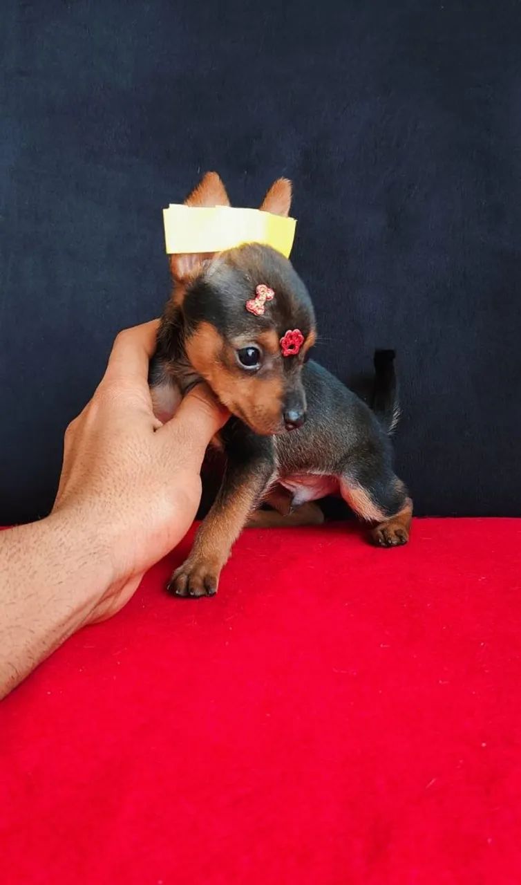 Pinscher Mini  - Foto 5