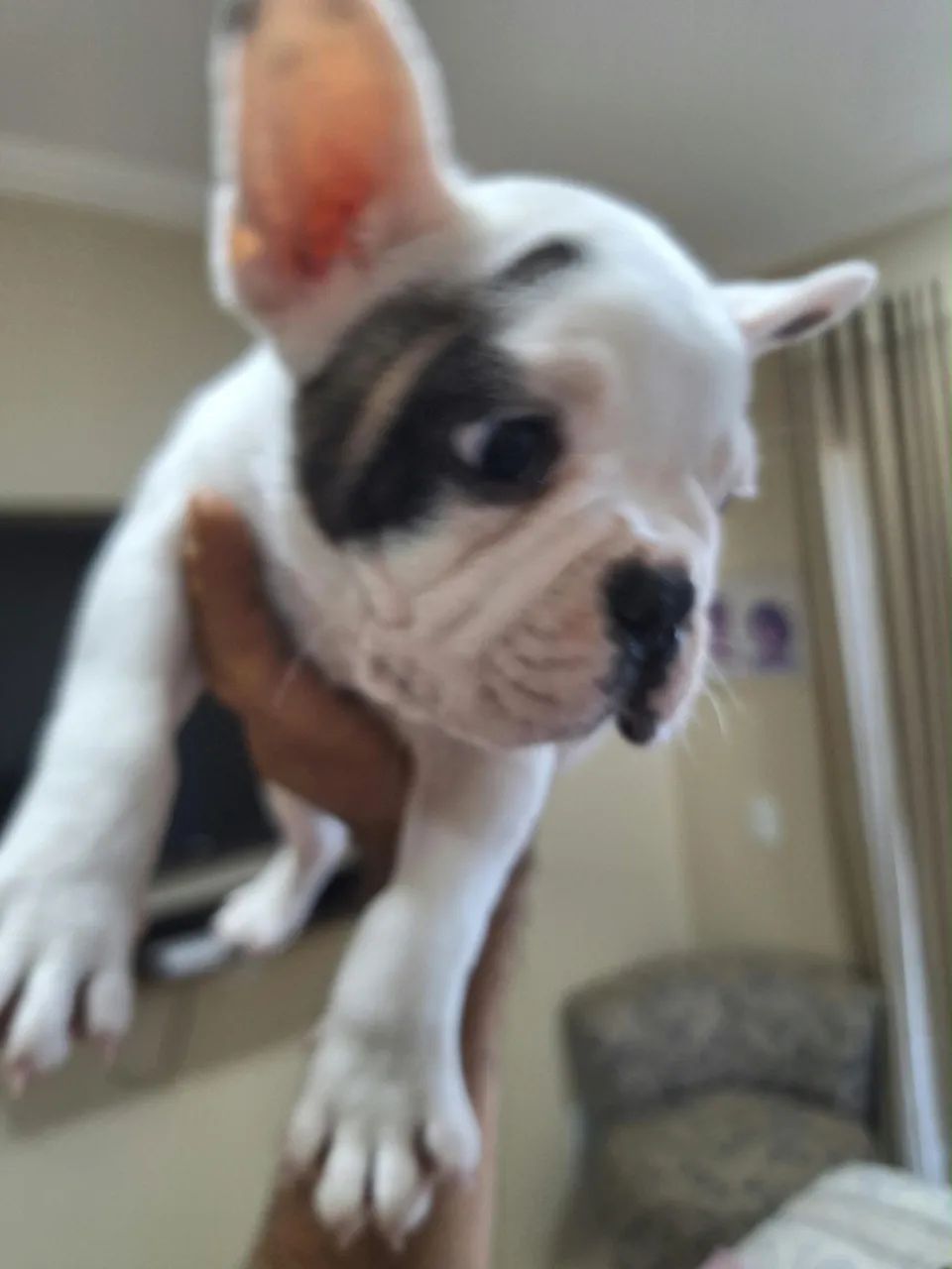 Buldog francês machos. - Foto 5