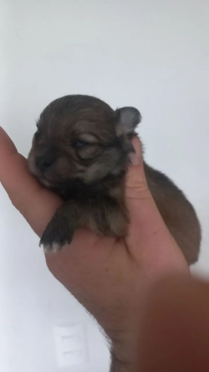 Lulu da pomerania  - Foto 2