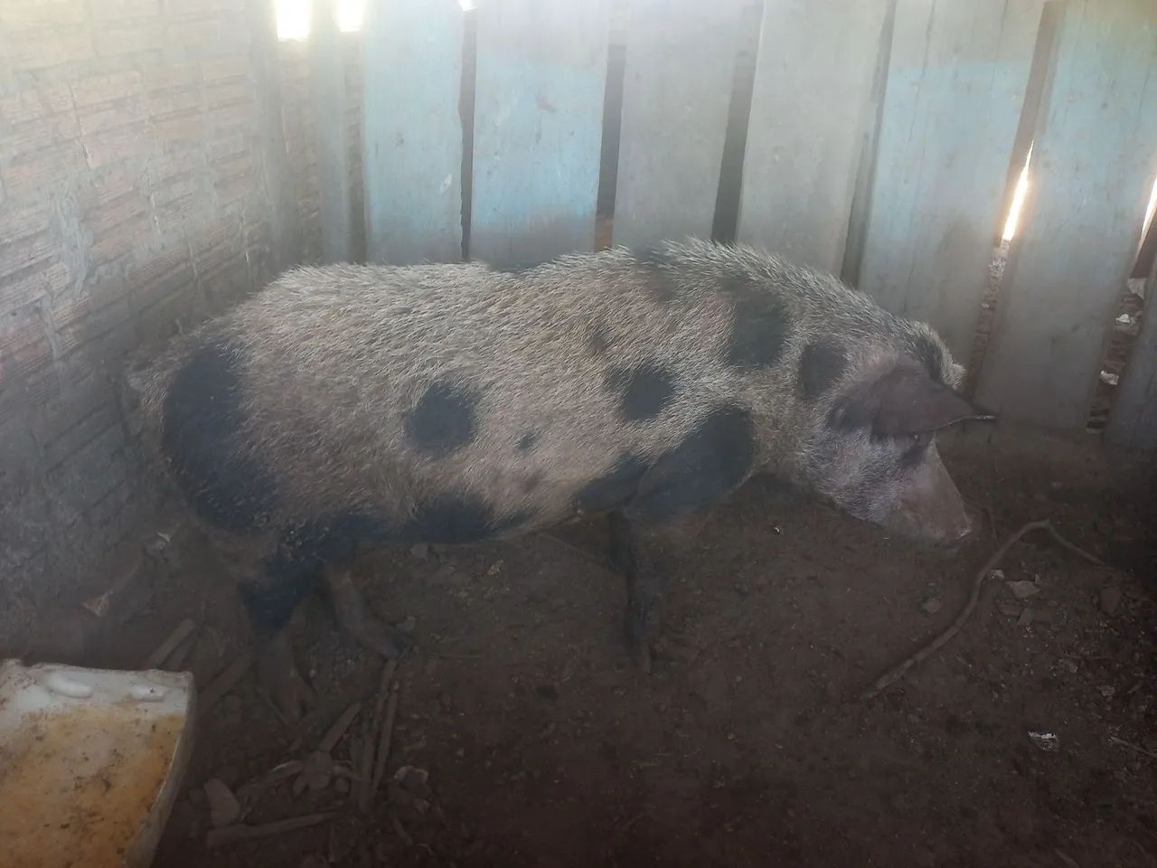 Porco 