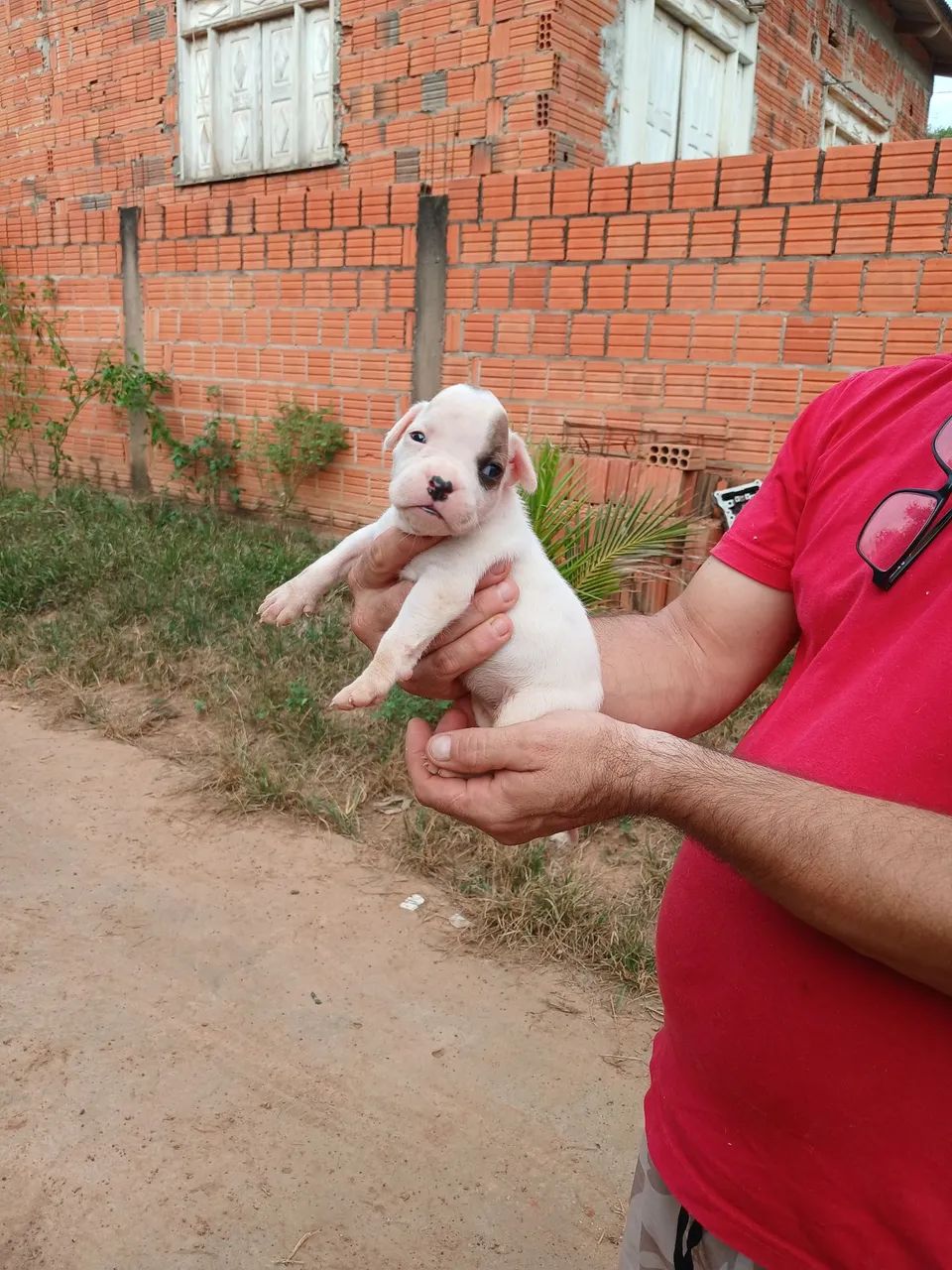 Filhotes de Box - Foto 4