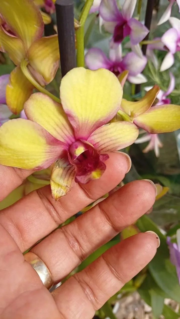 Orquídea  - Foto 2