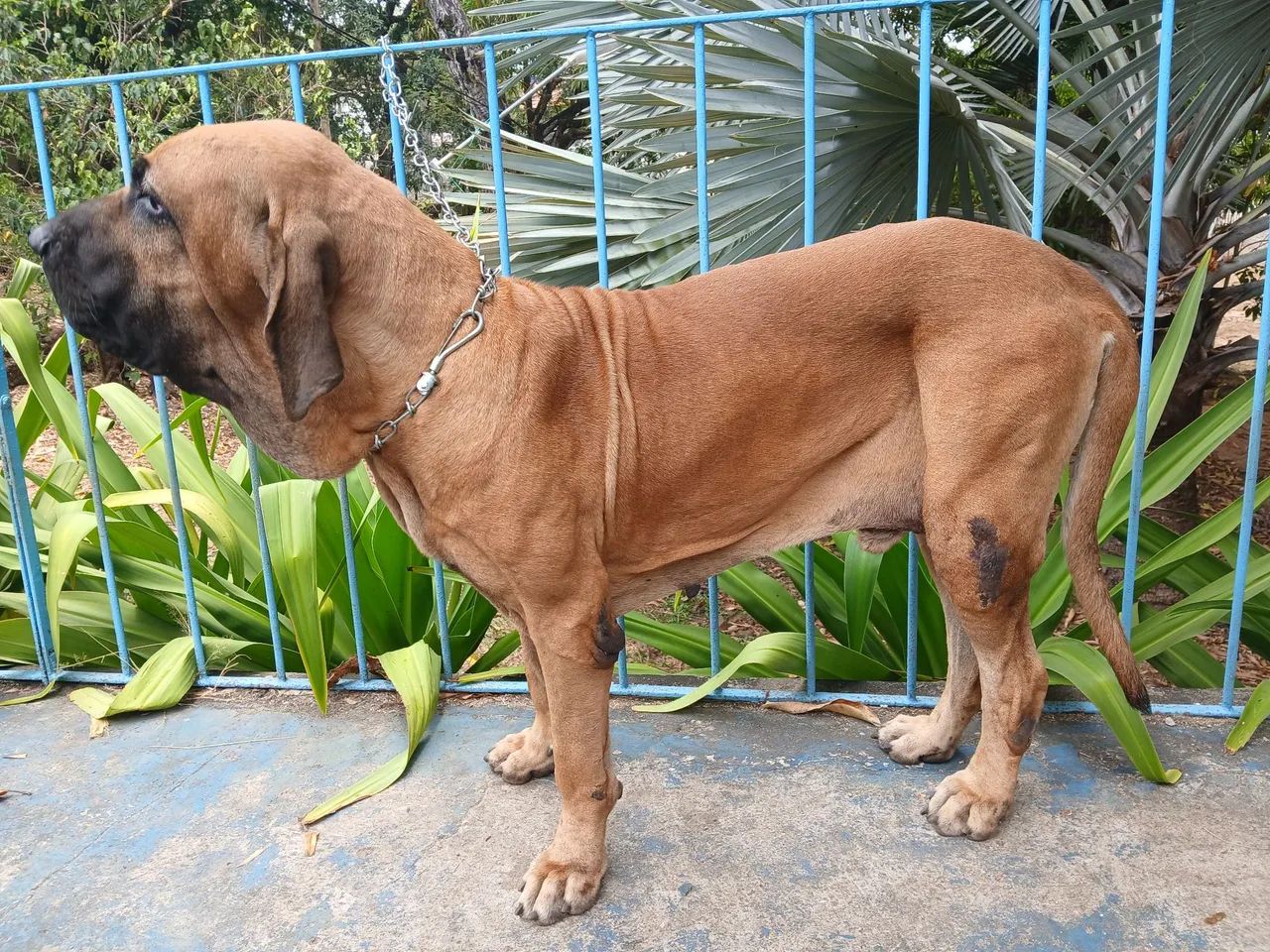 FILA BRASILEIRO - Foto 4