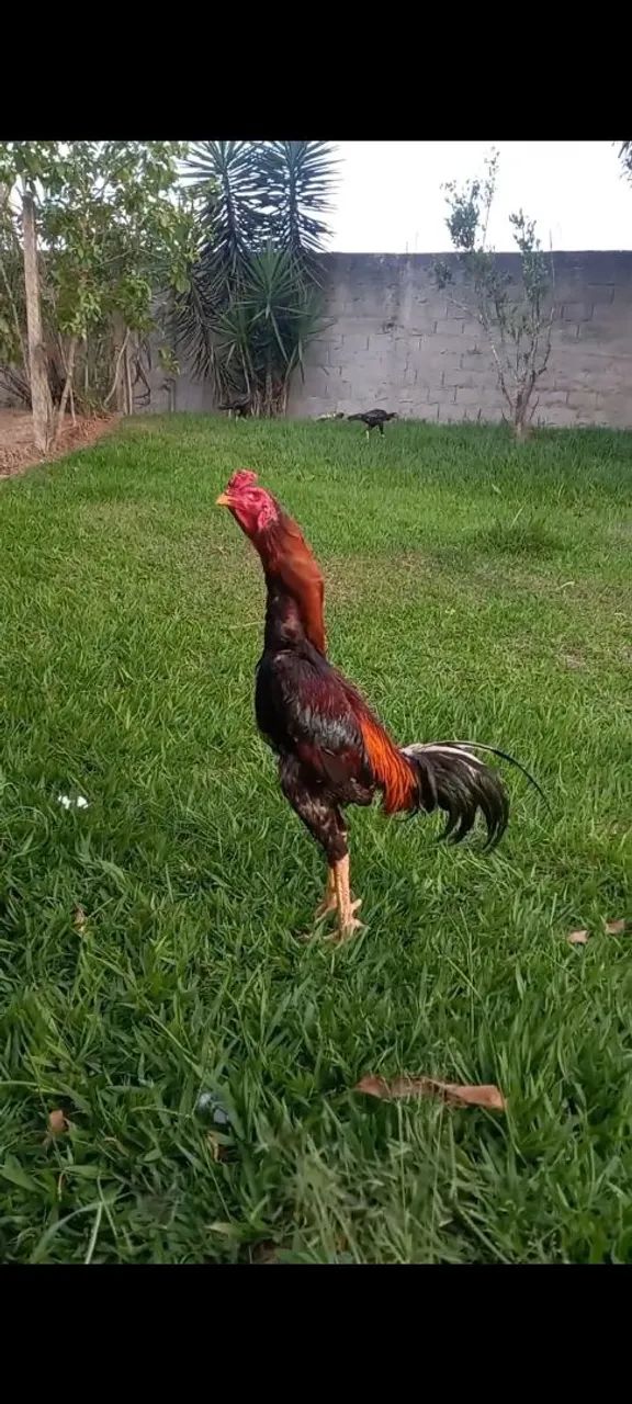 Galo indio mura - Foto 3