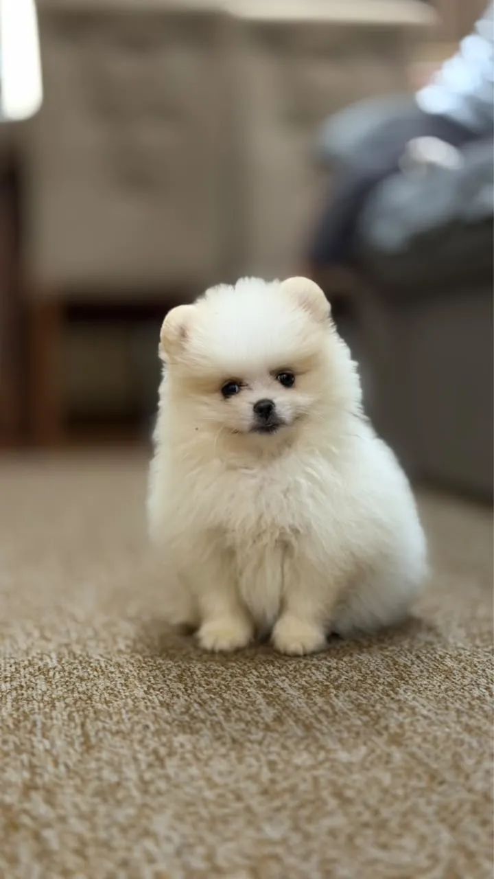Spitz alemão 