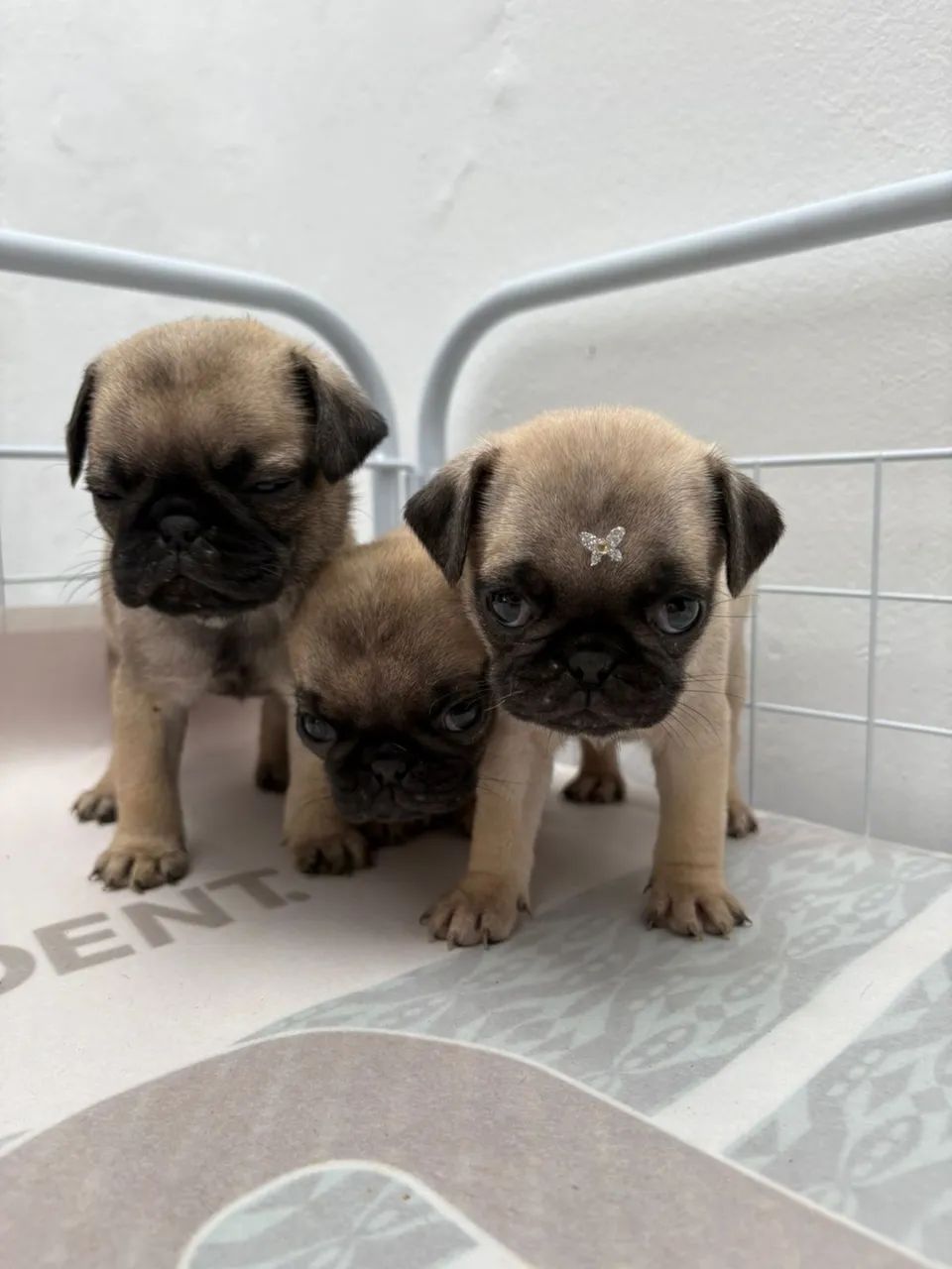 ¿ Pug ¿ abrico ? E black 