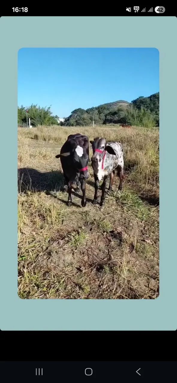 Bezerro + de 1 ano  - Foto 2
