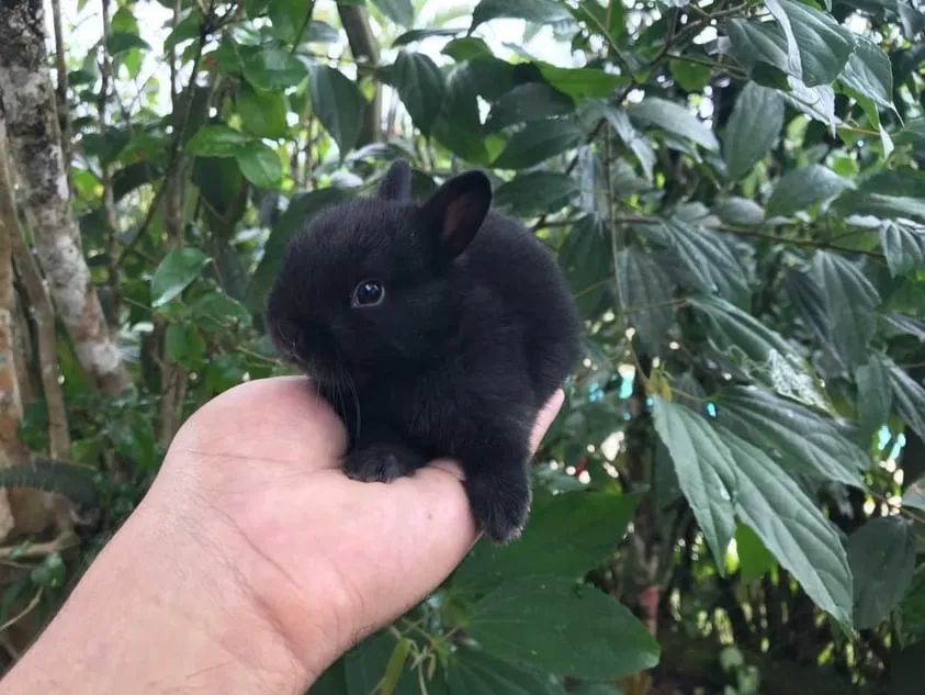 Mini coelho anao  - Foto 2