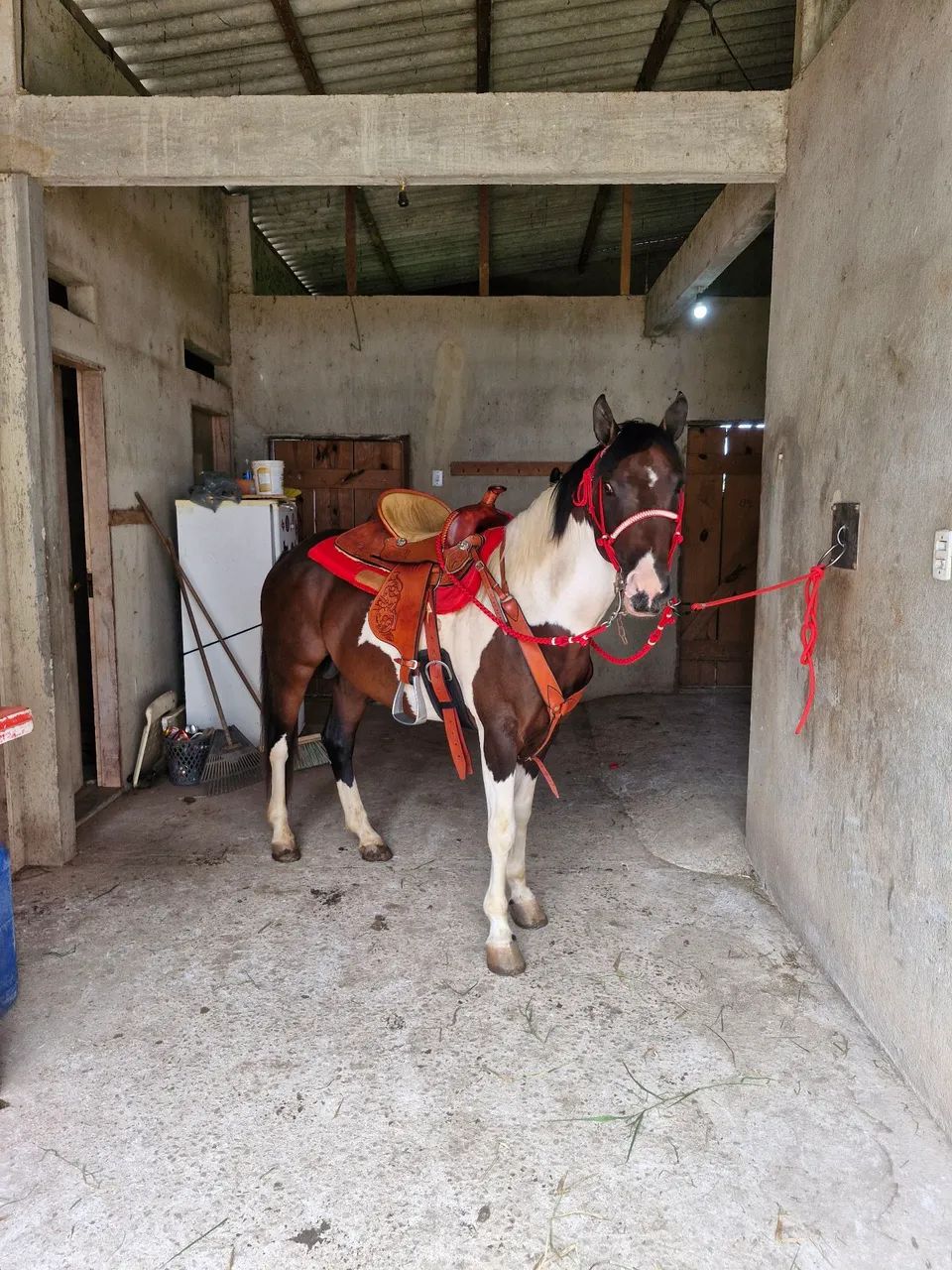 CAVALO QUARTO DE MILHA 