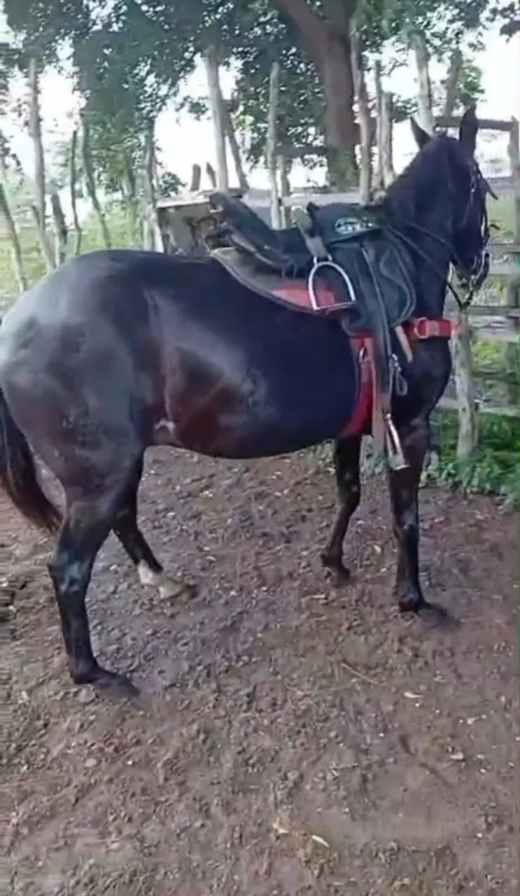 Cavalo de direita  - Foto 3