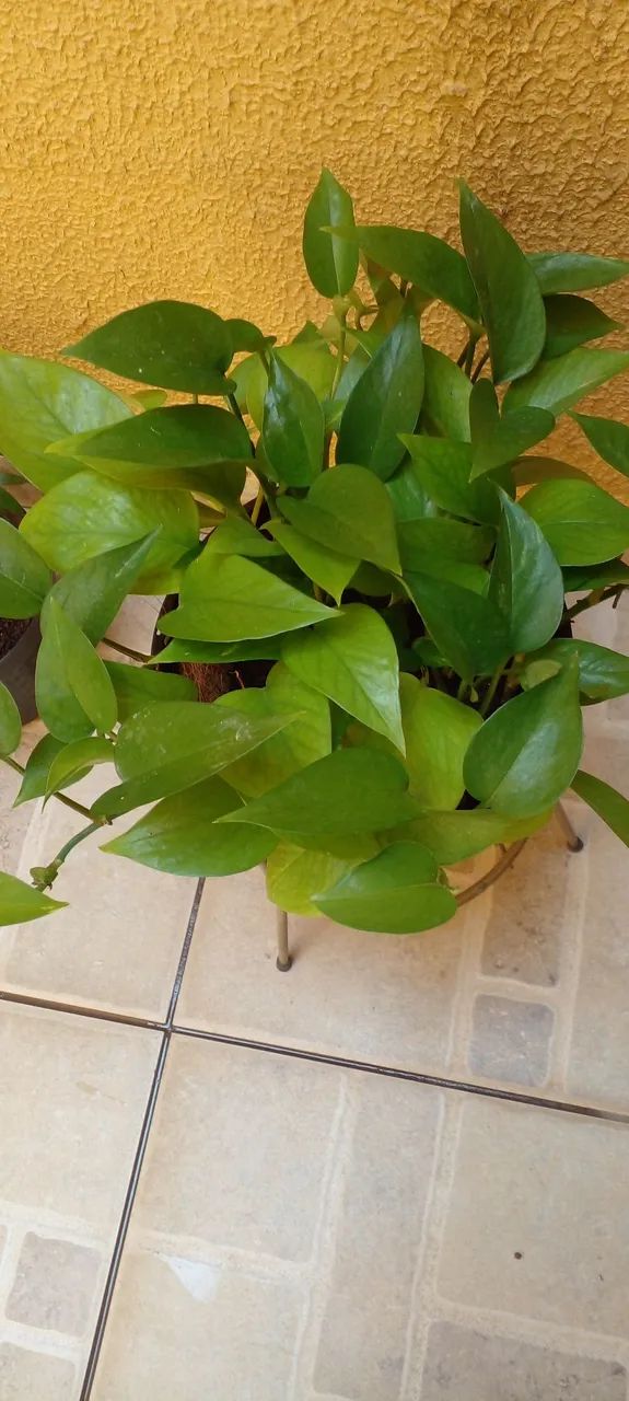 Vasos com plantas de sombra - Foto 2