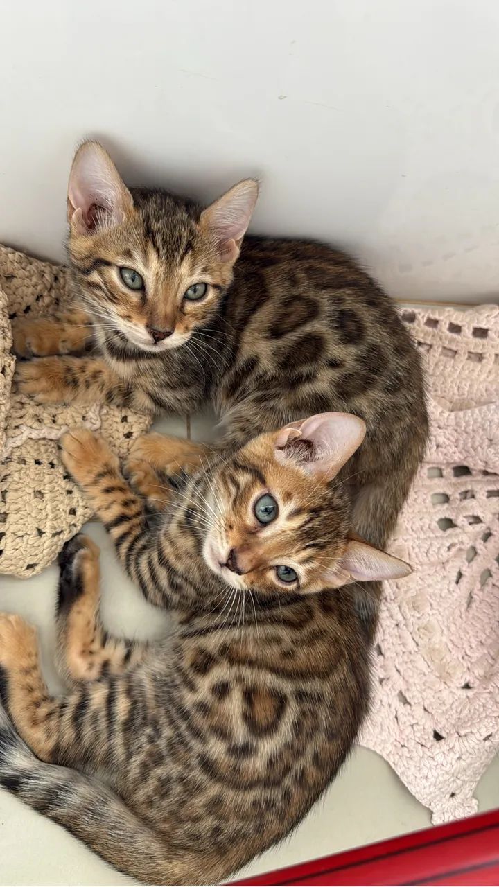 Filhote - Gato Bengal  - Foto 5