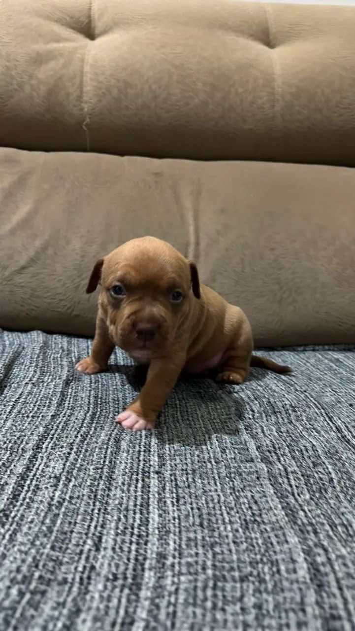 cachorrinhos  - Foto 3