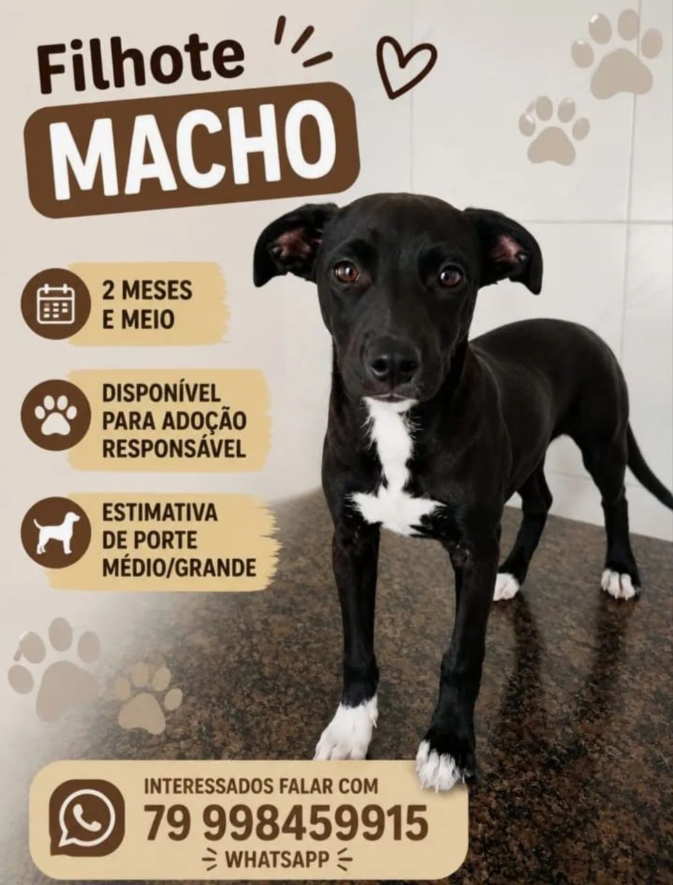 DOGUINHOS - Foto 2