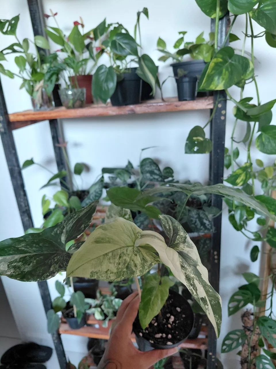 Plantas