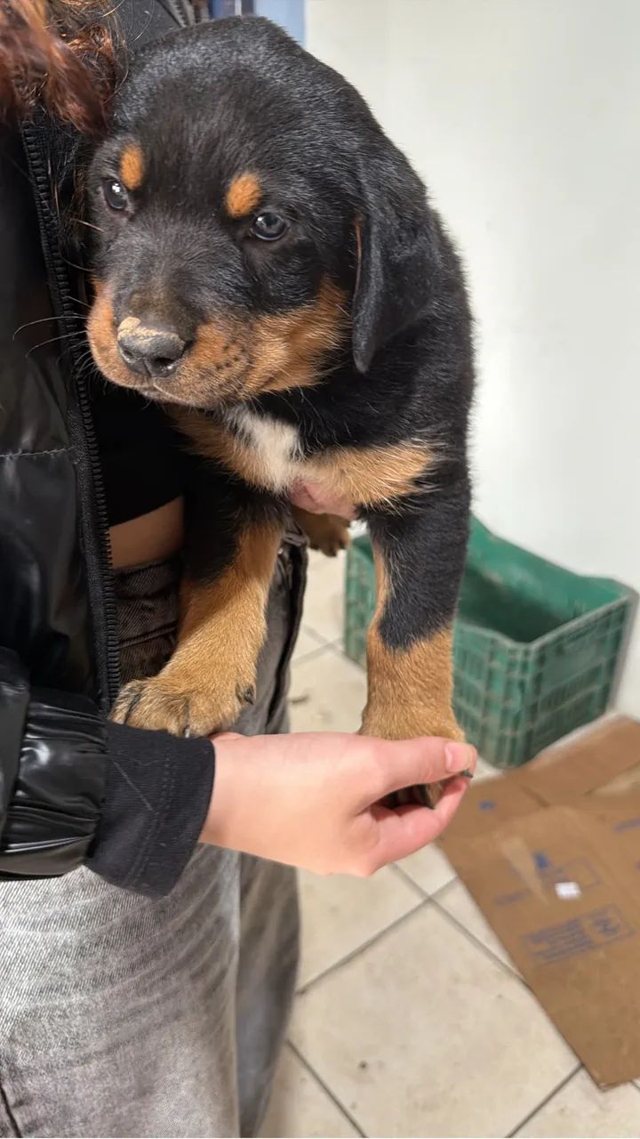 Cachorro rotweiller - Foto 5