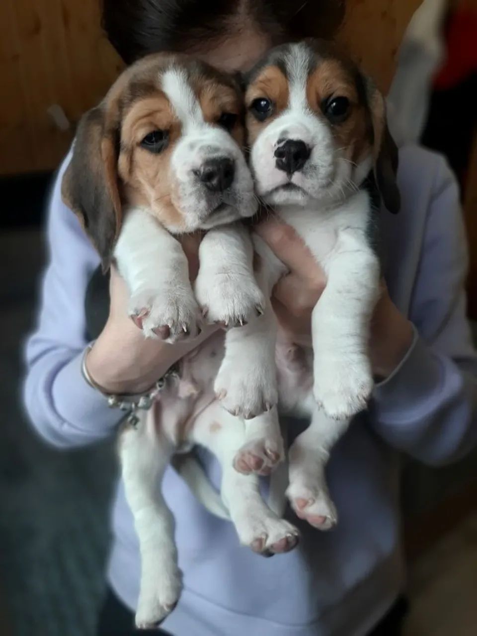 beagles com procedencia