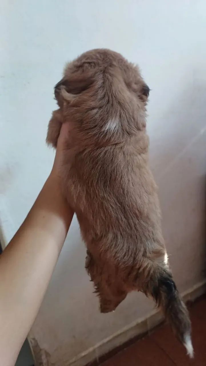 Shih Tzu a venda  - Foto 4