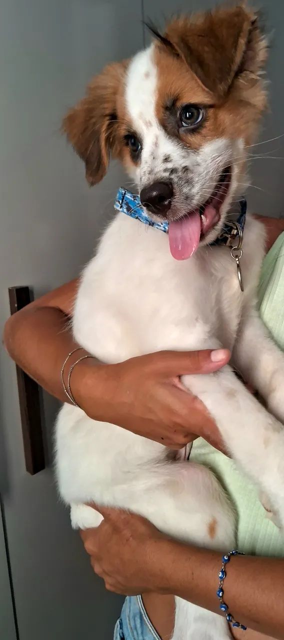 Cachorro  - Foto 2