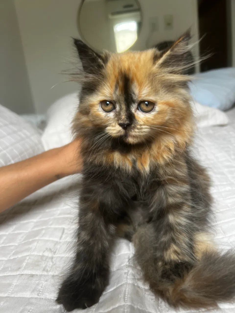 Gata persa