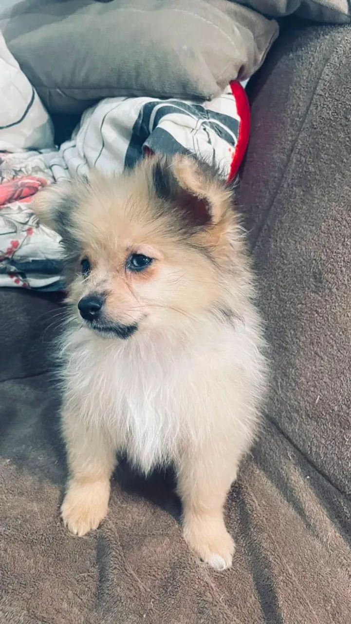 Spitz femea e macho 50 dias - Foto 4
