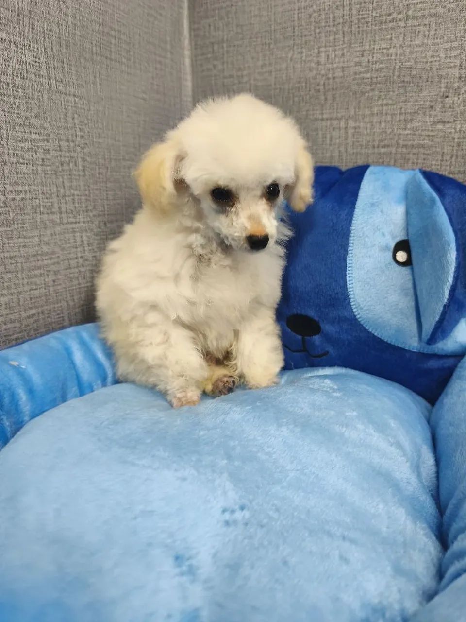 Poodle macho  - Foto 3