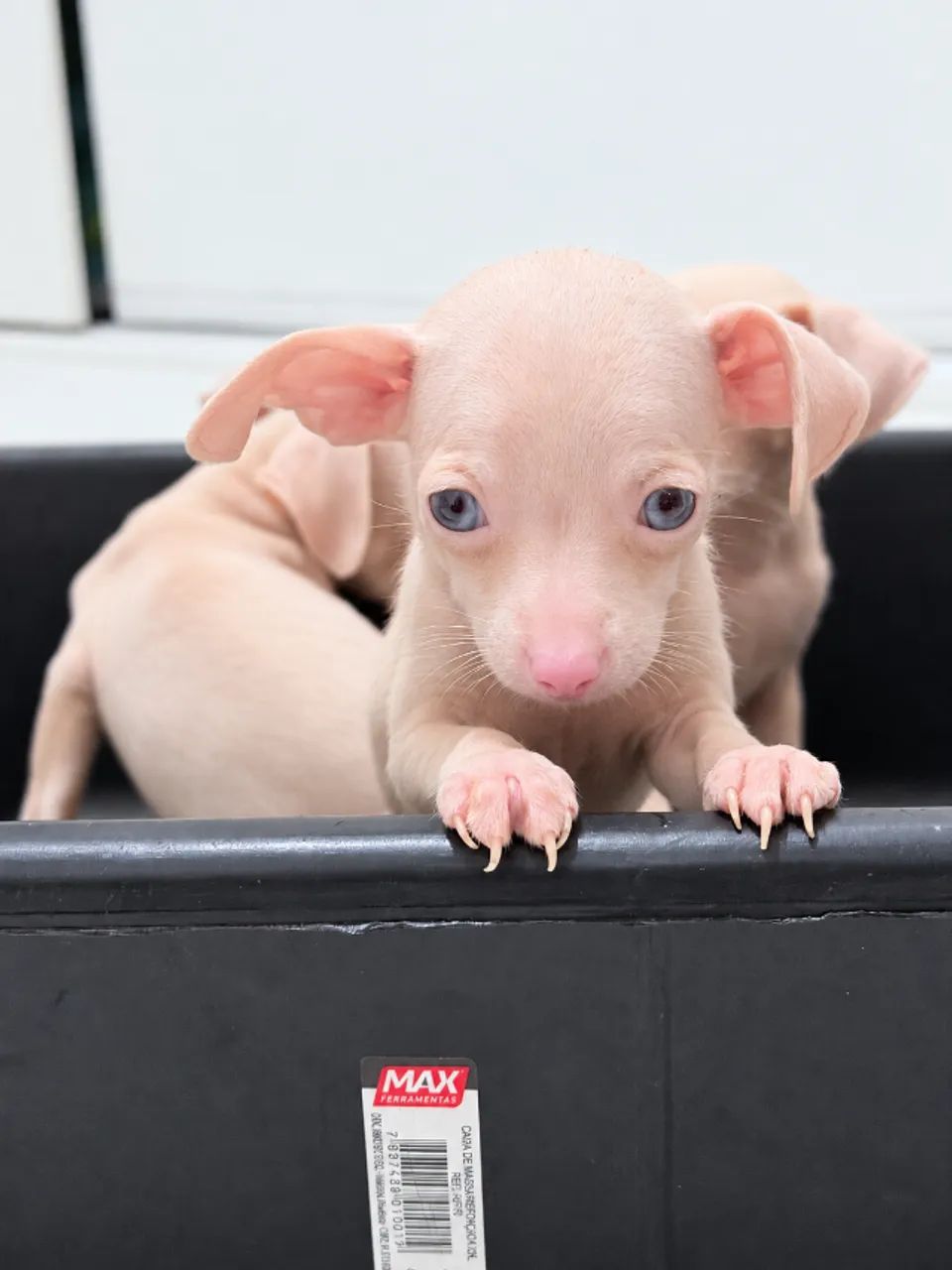Pinscher Albino (macho e fêmea) - Foto 2