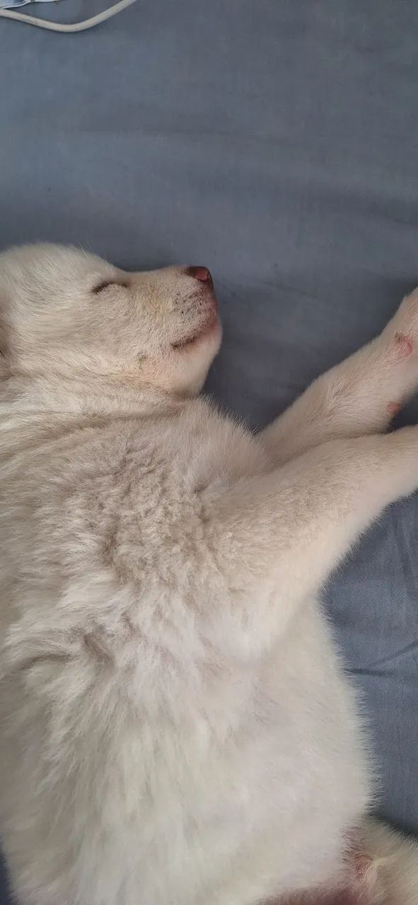 Husky siberiano  - Foto 2