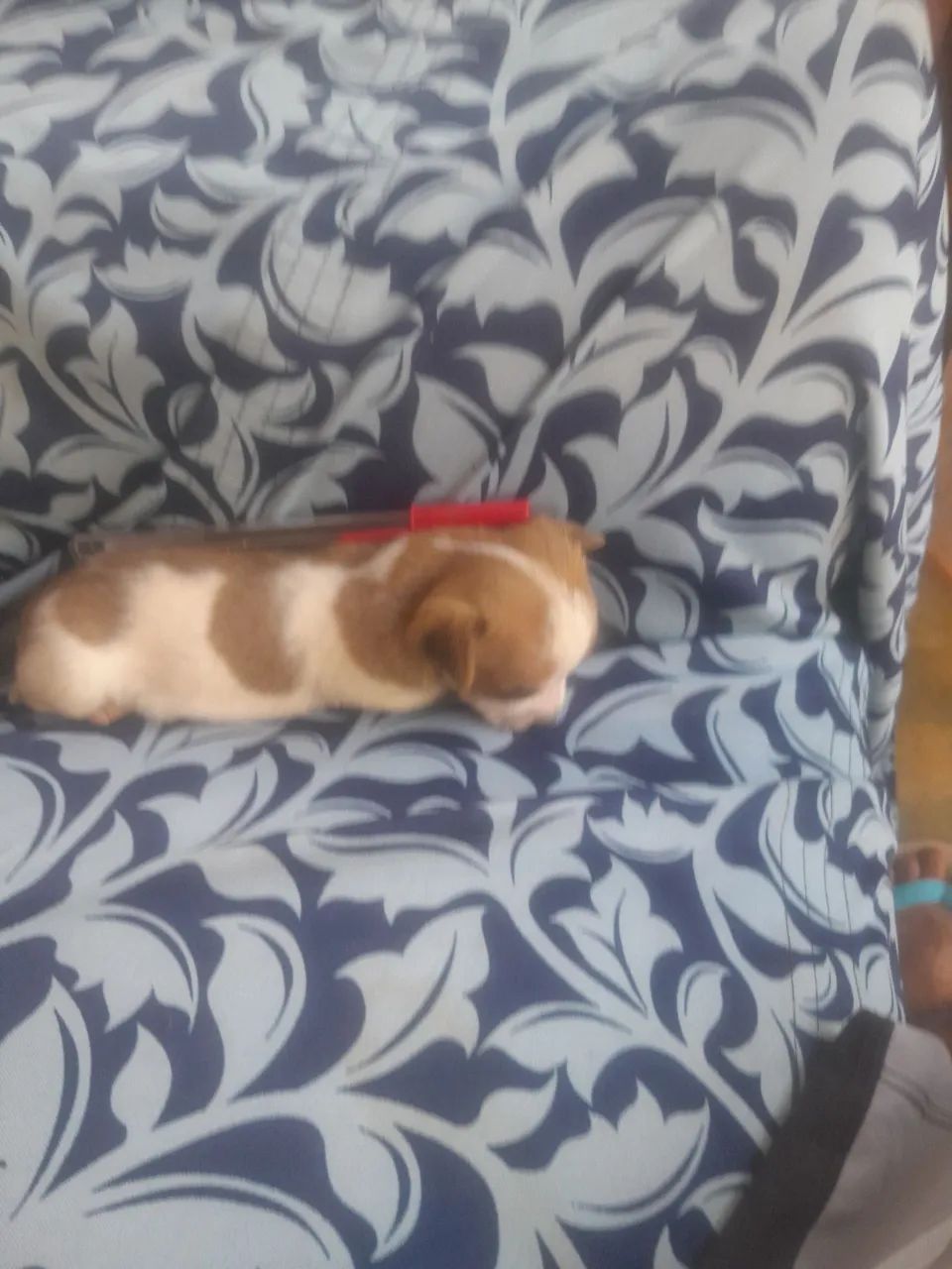Cachorro  - Foto 5