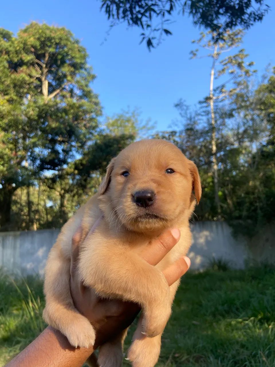Golden retriever MACHO  - Foto 3