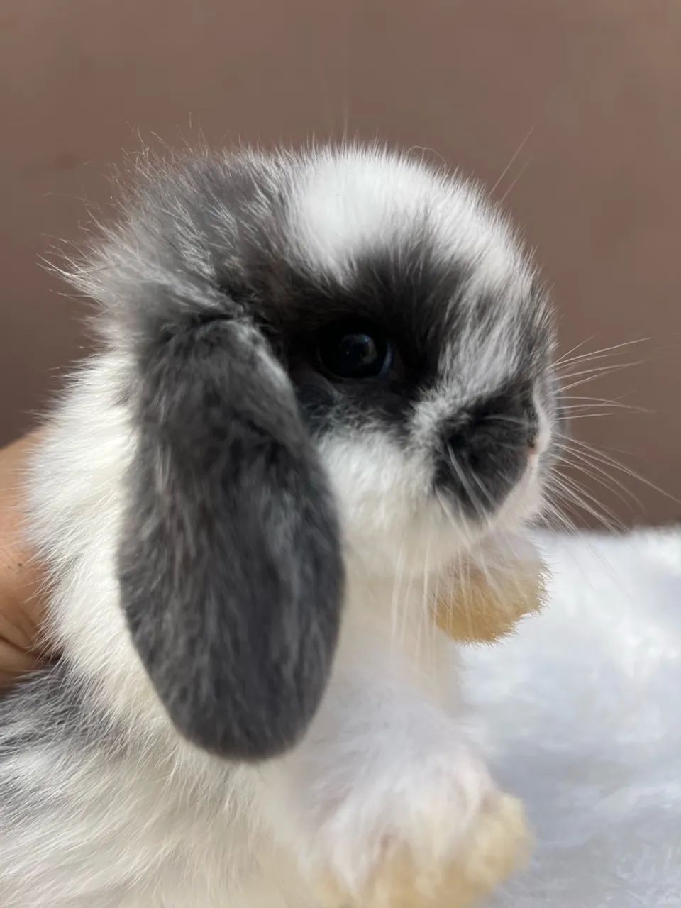Mini coelho - Foto 5