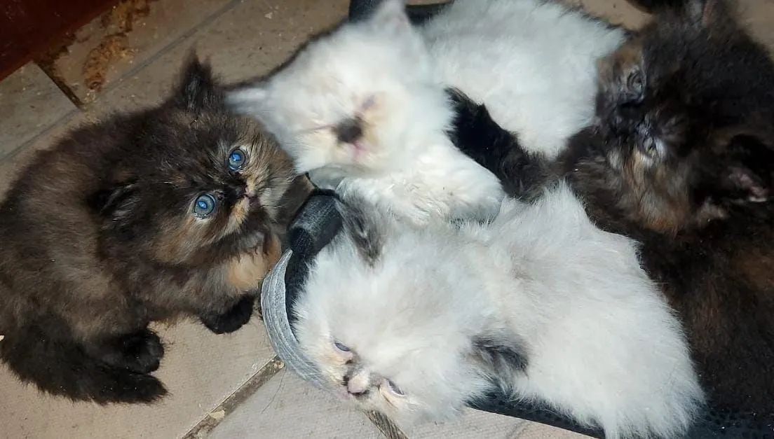 Filhote Persa  - Foto 4