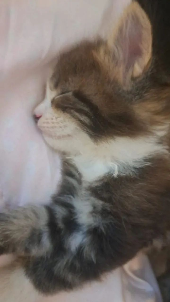 Mainnecoon  - Foto 3