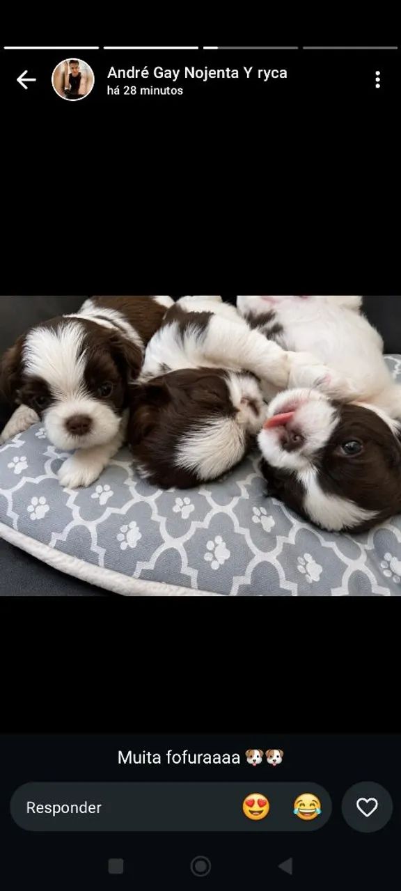 Shih Tzu