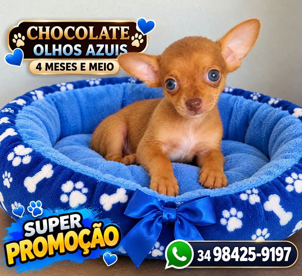 Pinscher - Foto 3