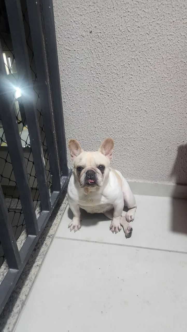 Bulldog francês com pedigree  - Foto 2