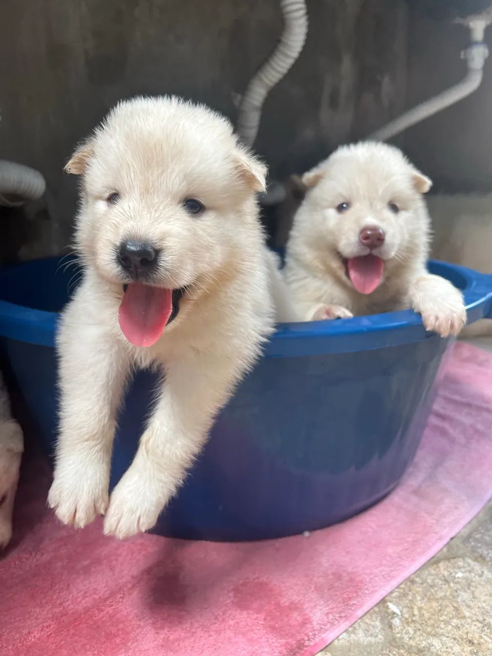 Filhotes Husky - Foto 4