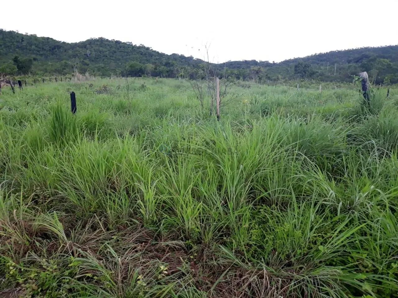 sítio de 71 hectares 14 km da cidade do Paraíso do manso - Foto 4