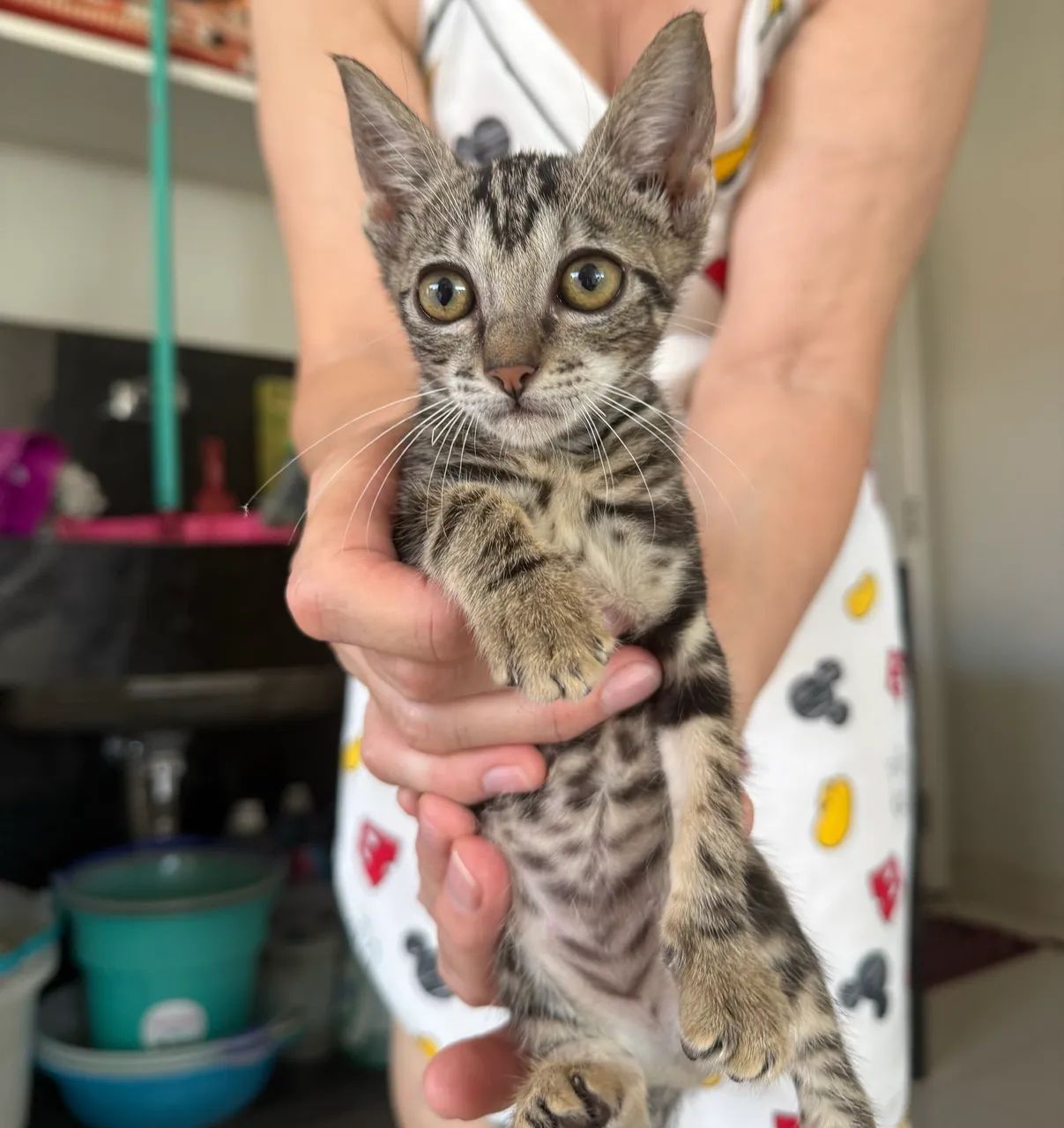 Gata para adoção  - Foto 4