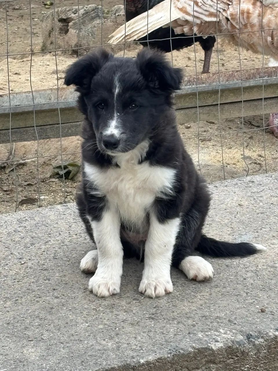 Boder collie - Foto 2