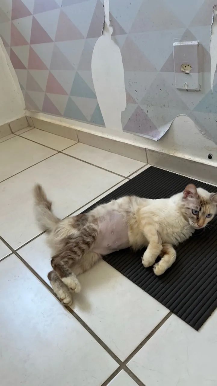 Gata castrada pra adoção  - Foto 5