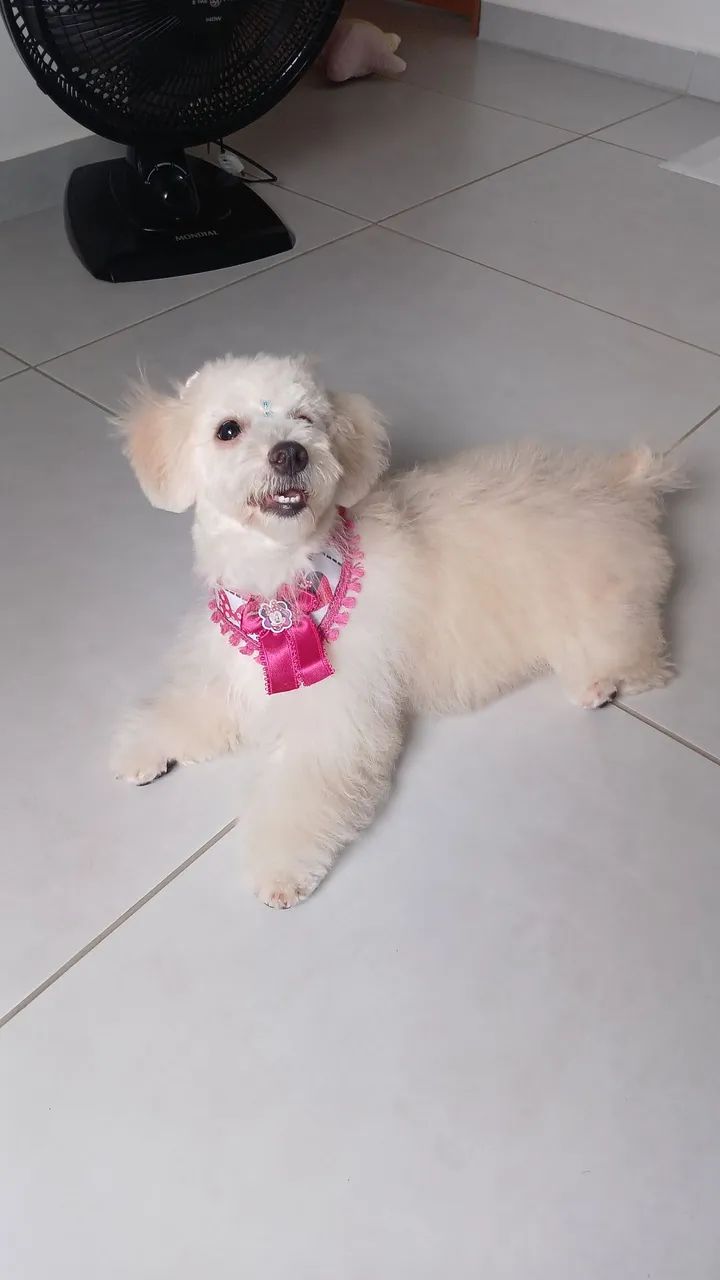 Cachorrinha Poodle Fêmea  - Foto 5