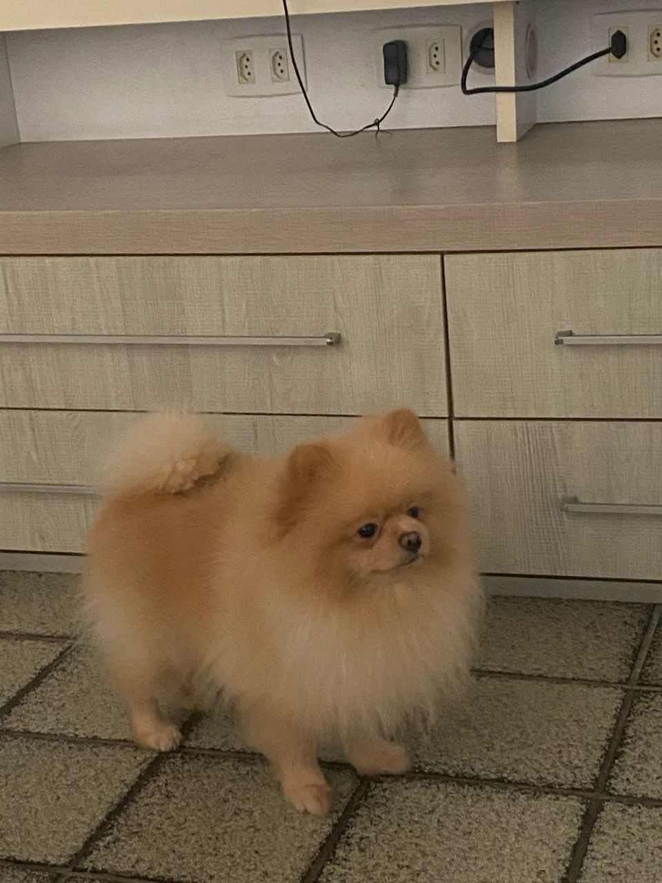 Cachorro - Foto 3