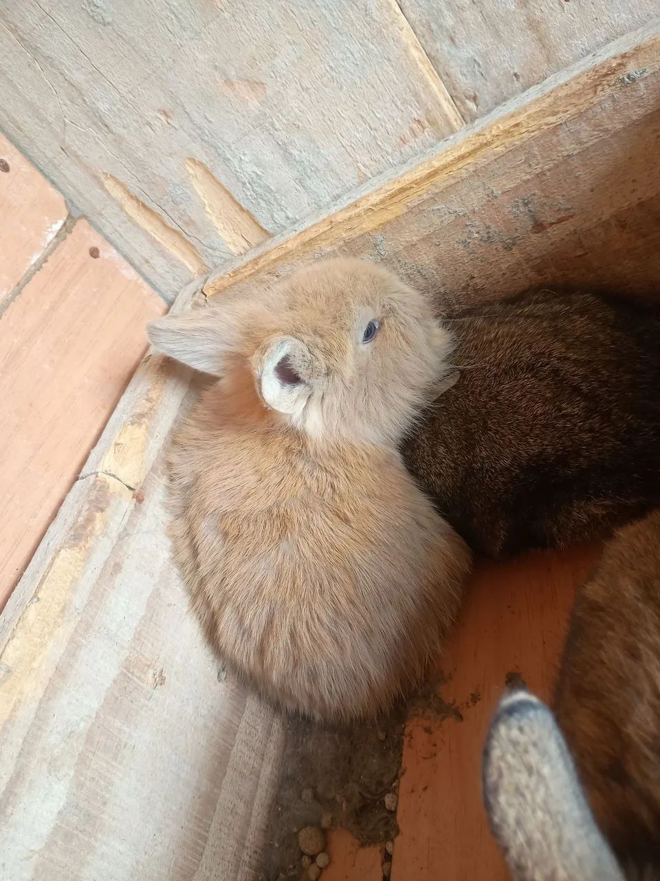 Vendo coelhos  - Foto 2